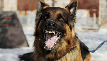 Dog Bites Animal Attacks