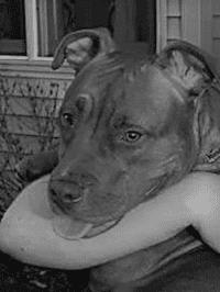Pitbull Dog