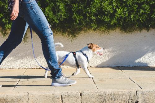 dog struck by car