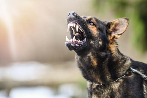 dog attack